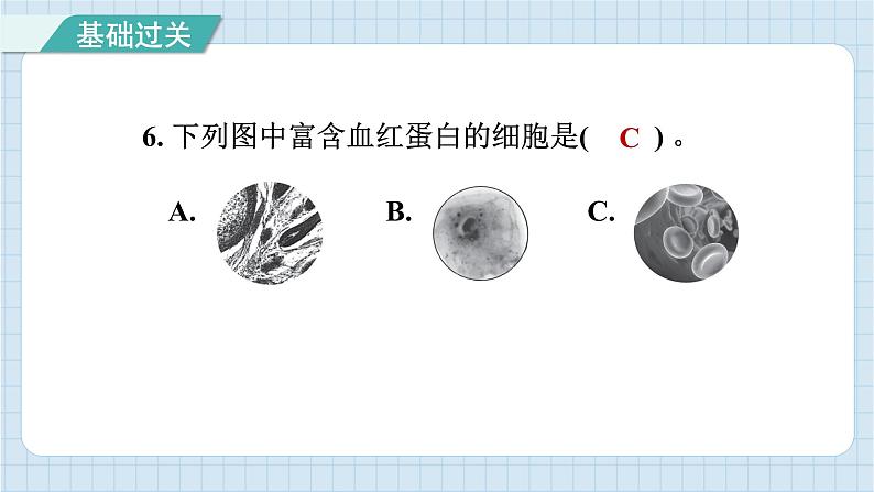 1.5 观察更多的生物细胞（习题课件）-2024-2025学年六年级上册科学教科版07