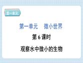 1.6 观察水中微小的生物（习题课件）-2024-2025学年六年级上册科学教科版