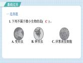 1.6 观察水中微小的生物（习题课件）-2024-2025学年六年级上册科学教科版