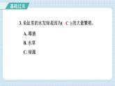 1.6 观察水中微小的生物（习题课件）-2024-2025学年六年级上册科学教科版
