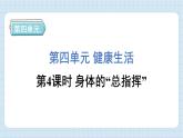 4.4 身体的“总指挥”（习题课件)-2024-2025学年五年级上册科学教科版