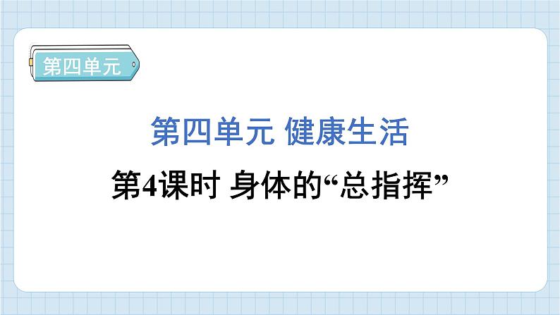 4.4 身体的“总指挥”（习题课件)-2024-2025学年五年级上册科学教科版01