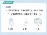 4.4 身体的“总指挥”（习题课件)-2024-2025学年五年级上册科学教科版