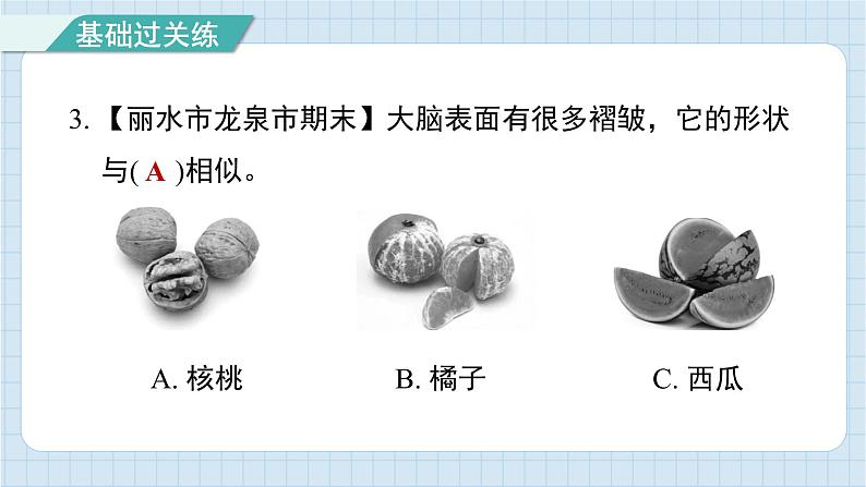 4.4 身体的“总指挥”（习题课件)-2024-2025学年五年级上册科学教科版04