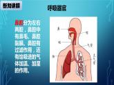 大象版小学科学四上第四单元 人体的呼吸器官2.我们的呼吸器官 课件