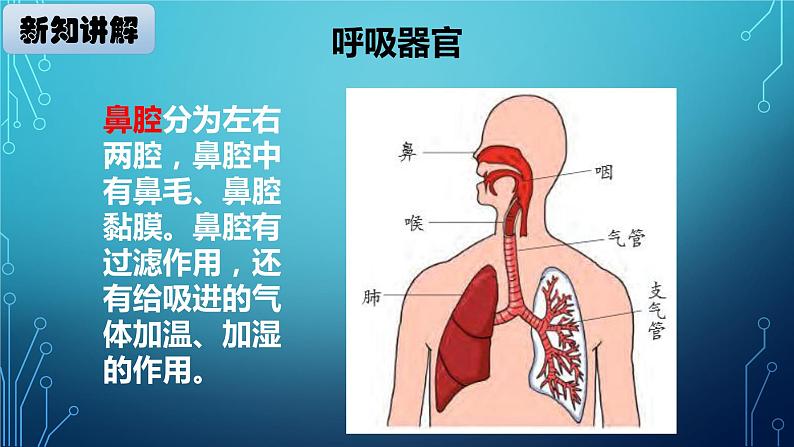 大象版小学科学四上第四单元 人体的呼吸器官2.我们的呼吸器官 课件04