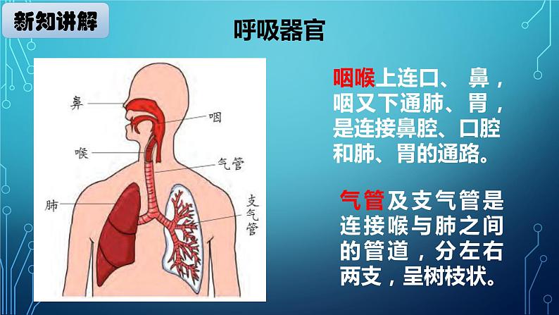 大象版小学科学四上第四单元 人体的呼吸器官2.我们的呼吸器官 课件05