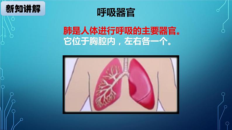 大象版小学科学四上第四单元 人体的呼吸器官2.我们的呼吸器官 课件06