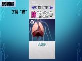 大象版小学科学四上第四单元 人体的呼吸器官3.肺是怎样呼吸的 课件