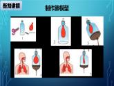 大象版小学科学四上第四单元 人体的呼吸器官3.肺是怎样呼吸的 课件