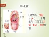 大象版小学科学四上第五单元 人体的消化器官2.口腔“历险记” 课件
