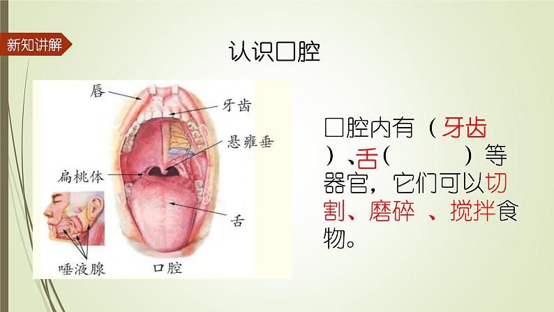 大象版小学科学四上第五单元 人体的消化器官2.口腔“历险记” 课件04