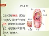 大象版小学科学四上第五单元 人体的消化器官2.口腔“历险记” 课件