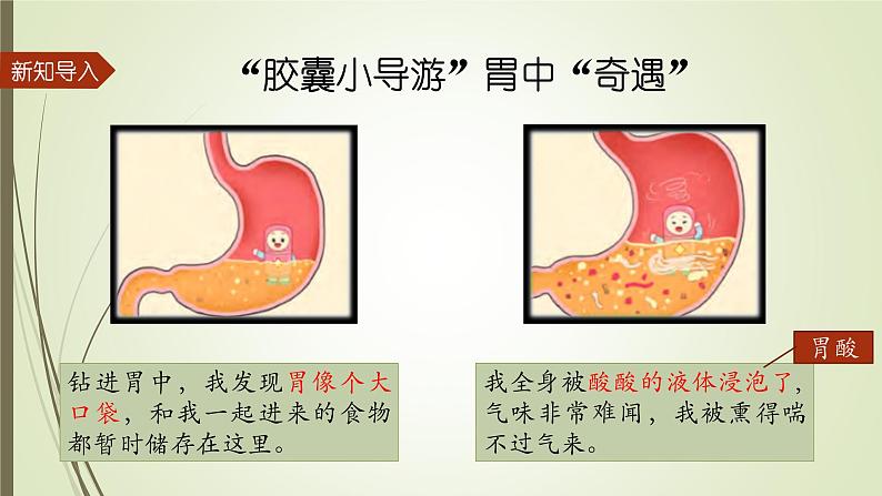 大象版小学科学四上第五单元 人体的消化器官3.胃中“奇遇记” 课件02