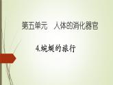 大象版小学科学四上第五单元 人体的消化器官4.蜿蜒的旅行 课件