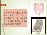 大象版小学科学四上第五单元 人体的消化器官4.蜿蜒的旅行 课件