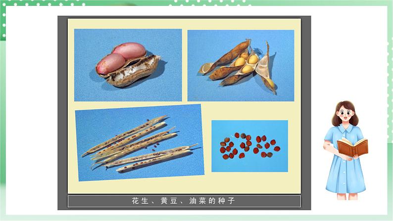 青岛版科学三年级下册  4.12 种子发芽了课件第3页