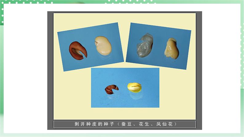 青岛版科学三年级下册  4.12 种子发芽了课件第4页