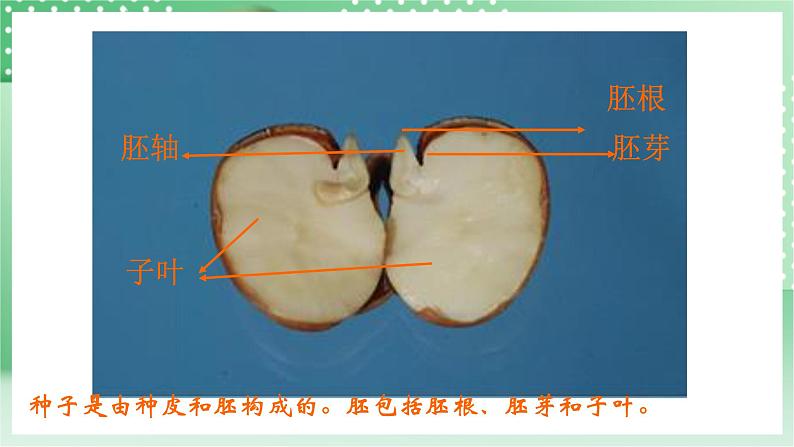 青岛版科学三年级下册  4.12 种子发芽了课件第8页