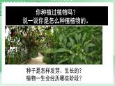 青島版科學三年級下冊  4.13.種辣椒 課件 +視頻