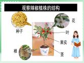 青島版科學三年級下冊  4.13.種辣椒 課件 +視頻
