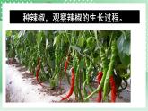 青島版科學三年級下冊  4.13.種辣椒 課件 +視頻