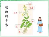 青島版科學三年級下冊  4. 14.植物的“分身術”  課件