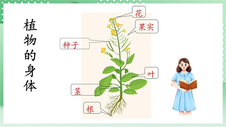 青岛版科学三年级下册  4. 14.植物的“分身术”  课件第2页