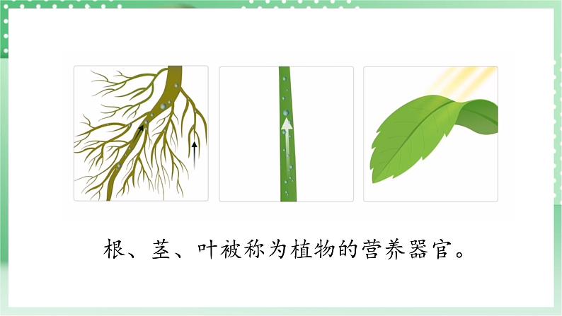 青岛版科学三年级下册  4. 14.植物的“分身术”  课件第4页