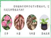 青島版科學三年級下冊  4. 14.植物的“分身術”  課件
