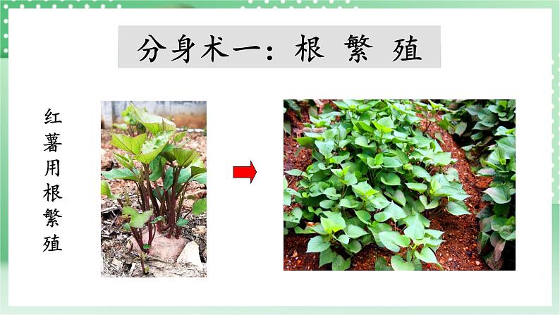 青岛版科学三年级下册  4. 14.植物的“分身术”  课件第6页