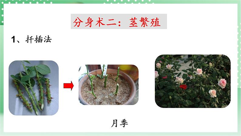 青岛版科学三年级下册  4. 14.植物的“分身术”  课件第8页