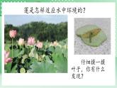 青島版科學三年級下冊  4. 15  不同環(huán)境中的植物  課件