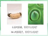 青島版科學三年級下冊  4. 15  不同環(huán)境中的植物  課件