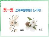 青岛版科学三年级下册  4. 16.调查家乡植物   课件 +视频
