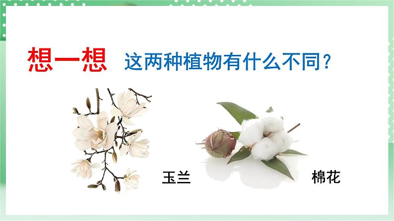 青岛版科学三年级下册  4. 16.调查家乡植物   课件 +视频04