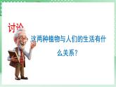 青岛版科学三年级下册  4. 16.调查家乡植物   课件 +视频