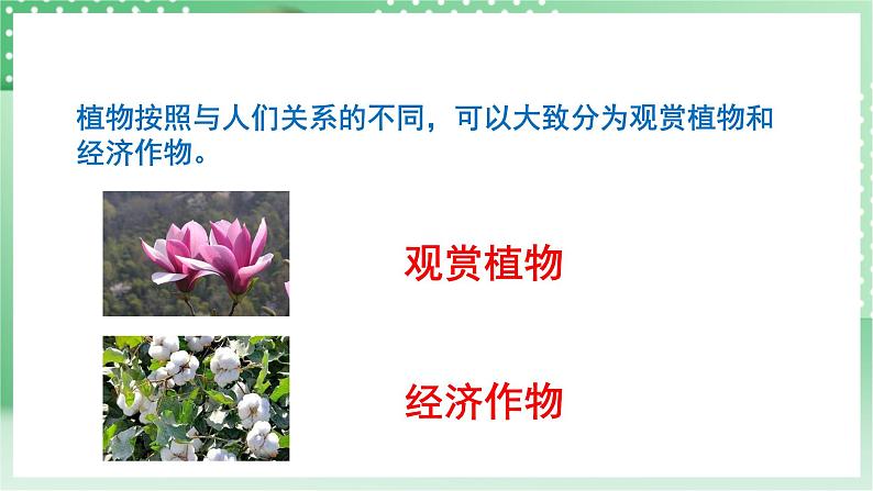 青岛版科学三年级下册  4. 16.调查家乡植物   课件 +视频07