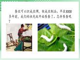 青岛版科学三年级下册  5. 17  养蚕  课件