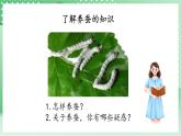 青岛版科学三年级下册  5. 17  养蚕  课件