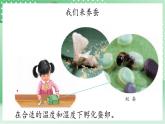 青岛版科学三年级下册  5. 17  养蚕  课件