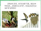 青岛版科学三年级下册  5. 18.动物的“家”  课件