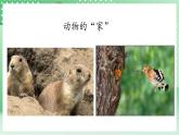 青岛版科学三年级下册  5. 18.动物的“家”  课件