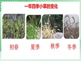 青岛版科学三年级下册  5.19 生物与非生物  课件 + 视频+练习（无答案）