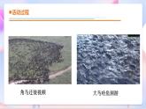 青岛版五四制科学二年级下册 4.14 《迁徙与冬眠》  课件