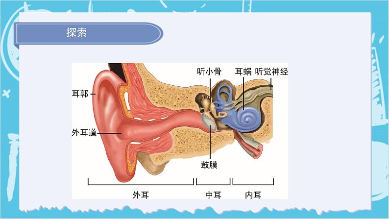 2024-2025教科版小学科学四年级上册 4.《我们是怎样听到声音的》课件PPT第8页