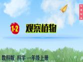 （2024）新教科版科学一年级上册1-2观察植物PPT课件