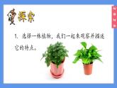 （2024）新教科版科学一年级上册1-2观察植物PPT课件