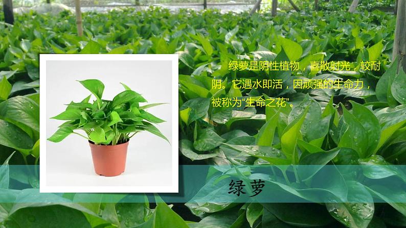 （2024）新教科版科学一年级上册1-2观察植物PPT课件06