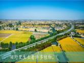 （2024）新教科版科学一年级上册1-3植物长在哪里PPT课件